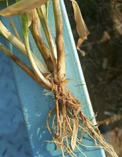 小麥拌種劑